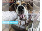 Chow Chow Mix DOG FOR ADOPTION RGADN-1350027 - Sundance - Chow Chow / Mixed Dog