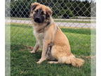 Anatolian Shepherd Mix DOG FOR ADOPTION RGADN-1350040 - Roger - Anatolian