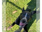 Border Collie DOG FOR ADOPTION RGADN-1350047 - Flower - Border Collie Dog For