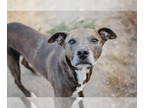 American Pit Bull Terrier DOG FOR ADOPTION RGADN-1350050 - Walter - Pit Bull