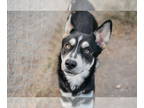 Huskies Mix DOG FOR ADOPTION RGADN-1350052 - Jack - Shepherd / Husky / Mixed