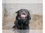 Australian Shepherd DOG FOR ADOPTION RGADN-1350054 - Sebastian - Australian