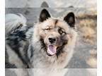 Huskies -Keeshond Mix DOG FOR ADOPTION RGADN-1350058 - Booker - Keeshond / Husky