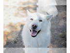 Mix DOG FOR ADOPTION RGADN-1350063 - Oso - Husky (long coat) Dog For Adoption