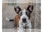 German Shorthaired Pointer DOG FOR ADOPTION RGADN-1350066 - Lady - German