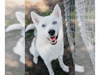 Mix DOG FOR ADOPTION RGADN-1350080 - Echo - Husky (medium coat) Dog For