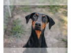 Doberman Pinscher DOG FOR ADOPTION RGADN-1350083 - Gemma - Doberman Pinscher