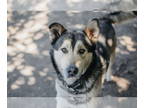 German Shepherd Dog-Huskies Mix DOG FOR ADOPTION RGADN-1350084 - Sully - Husky /