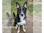 Australian Shepherd Mix DOG FOR ADOPTION RGADN-1350085 - Kirby - Shepherd /