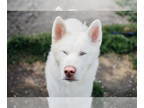 Mix DOG FOR ADOPTION RGADN-1350090 - Frosty - Husky (long coat) Dog For