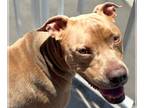 American Pit Bull Terrier DOG FOR ADOPTION RGADN-1350093 - XP Jazz - Bloomfield