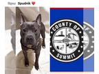 Bull Terrier-Staffordshire Bull Terrier Mix DOG FOR ADOPTION RGADN-1350104 -