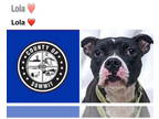 Boxer-Staffordshire Bull Terrier Mix DOG FOR ADOPTION RGADN-1350105 - LOLA -