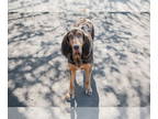 Bloodhound DOG FOR ADOPTION RGADN-1350111 - Bailey - Bloodhound Dog For Adoption