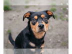 Rottweiler Mix DOG FOR ADOPTION RGADN-1350113 - Waylon - Shepherd / Rottweiler /