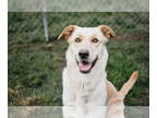 Labrador Retriever DOG FOR ADOPTION RGADN-1350114 - Sparky - Labrador Retriever