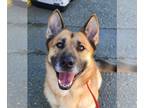 German Shepherd Dog DOG FOR ADOPTION RGADN-1350116 - Georgia - German Shepherd