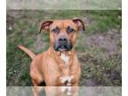 Bullboxer Pit DOG FOR ADOPTION RGADN-1350117 - Ginger - Boxer / Pit Bull Terrier