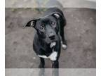 American Staffordshire Terrier Mix DOG FOR ADOPTION RGADN-1350122 - Rudy -