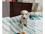 Anatolian Shepherd DOG FOR ADOPTION RGADN-1350123 - Charles - Anatolian Shepherd