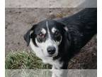 Mix DOG FOR ADOPTION RGADN-1350130 - Calli - Husky (medium coat) Dog For