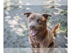 Mix DOG FOR ADOPTION RGADN-1350142 - Kenai - Husky (short coat) Dog For