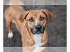 Boxador DOG FOR ADOPTION RGADN-1350146 - Margo - Labrador Retriever / Boxer /