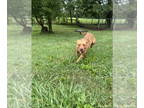 American Pit Bull Terrier Mix DOG FOR ADOPTION RGADN-1350153 - Reese - Pit Bull