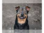 Rottweiler DOG FOR ADOPTION RGADN-1350158 - Milo - Rottweiler (short coat) Dog