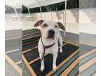 American Pit Bull Terrier DOG FOR ADOPTION RGADN-1350164 - MASON - Pit Bull