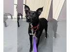 Mix DOG FOR ADOPTION RGADN-1350176 - Aliyah - Spitz / Rat Terrier (short coat)