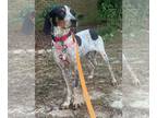 Bluetick Coonhound DOG FOR ADOPTION RGADN-1350205 - Iris - Bluetick Coonhound