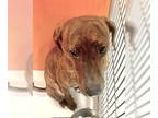 Labrador Retriever Mix DOG FOR ADOPTION RGADN-1350233 - Ginger Rodgers 57974 -