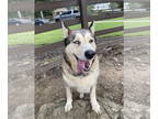 Alusky DOG FOR ADOPTION RGADN-1350245 - Thor - Alaskan Malamute / Siberian Husky