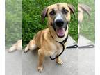 German Shepherd Dog Mix DOG FOR ADOPTION RGADN-1350267 - HANK - German Shepherd