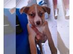 American Pit Bull Terrier DOG FOR ADOPTION RGADN-1350332 - PAPYRUS - Pit Bull