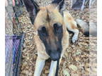 German Shepherd Dog DOG FOR ADOPTION RGADN-1350341 - Cher - German Shepherd Dog