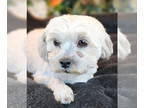 Shih Tzu DOG FOR ADOPTION RGADN-1350344 - Portia - Shih Tzu (medium coat) Dog