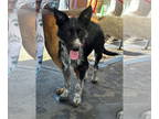 Pointer Mix DOG FOR ADOPTION RGADN-1350349 - Skippy - Pointer / Terrier / Mixed