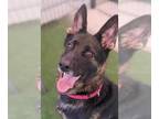 German Shepherd Dog DOG FOR ADOPTION RGADN-1350369 - NALA - German Shepherd Dog