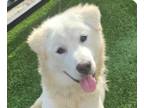 Great Pyrenees Mix DOG FOR ADOPTION RGADN-1350413 - Teddy - Great Pyrenees /