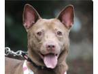 Shiba Inu Mix DOG FOR ADOPTION RGADN-1350415 - Coffee - Mountain Dog / Shiba Inu