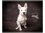 American Pit Bull Terrier Mix DOG FOR ADOPTION RGADN-1350418 - Brie - Pit Bull
