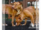 American Pit Bull Terrier Mix DOG FOR ADOPTION RGADN-1350440 - Willow and