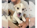 Rat Terrier Mix DOG FOR ADOPTION RGADN-1350475 - Spottie (MM) - Rat Terrier /