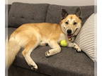 Huskies Mix DOG FOR ADOPTION RGADN-1350497 - Romeo D4462 (now Koji) - Husky /