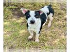 American Foxhound-American Pit Bull Terrier Mix DOG FOR ADOPTION RGADN-1350502 -