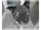 Akita DOG FOR ADOPTION RGADN-1350503 - OSO - Akita (medium coat) Dog For