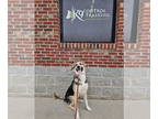 Anatolian Shepherd-Bernese Mountain Dog Mix DOG FOR ADOPTION RGADN-1350534 -