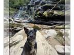 Australian Shepherd Mix DOG FOR ADOPTION RGADN-1350538 - Ricky - Australian